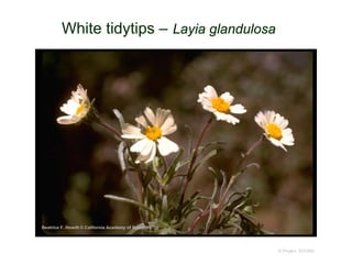 © Project SOUND
White tidytips – Layia glandulosa
Beatrice F. Howitt © California Academy of Sciences
 