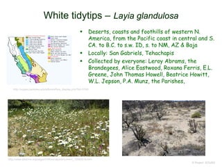  Deserts, coasts and foothills of western N.
America, from the Pacific coast in central and S.
CA. to B.C. to s.w. ID, s. to NM, AZ & Baja
 Locally: San Gabriels, Tehachapis
 Collected by everyone: Leroy Abrams, the
Brandegees, Alice Eastwood, Roxana Ferris, E.L.
Greene, John Thomas Howell, Beatrice Howitt,
W.L. Jepson, P.A. Munz, the Parishes,
© Project SOUND
White tidytips – Layia glandulosa
http://ucjeps.berkeley.edu/eflora/eflora_display.php?tid=3749
http://www.abdnha.org/pages/03flora/reports/current_12042016.htm
 