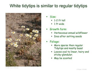 © Project SOUND
White tidytips is similar to regular tidytips
 Size:
 1-2 ft tall
 1 ft wide
 Growth form:
 Herbaceous annual wildflower
 Dies after setting seeds
 Foliage:
 More sparse then regular
Tidytips and mostly basal
 Leaves oval to linear, hairy and
sticky-glandular.
 May be scented
©1988 Gary A. Monroe
 