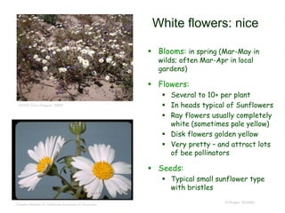 © Project SOUND
White flowers: nice
 Blooms: in spring (Mar-May in
wilds; often Mar-Apr in local
gardens)
 Flowers:
 Several to 10+ per plant
 In heads typical of Sunflowers
 Ray flowers usually completely
white (sometimes pale yellow)
 Disk flowers golden yellow
 Very pretty – and attract lots
of bee pollinators
 Seeds:
 Typical small sunflower type
with bristles
Charles Webber © California Academy of Sciences
©2006 Chris Wagner, SBNF
 