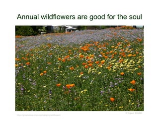 Annual wildflowers are good for the soul
© Project SOUND
https://grownatives.cnps.org/category/wildflowers/
 