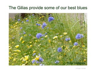 The Gilias provide some of our best blues
© Project SOUND
Gilia capitata
 