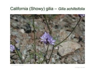 © Project SOUND
California (Showy) gilia – Gilia achilleifolia
©2016 Steven Thorsted
 