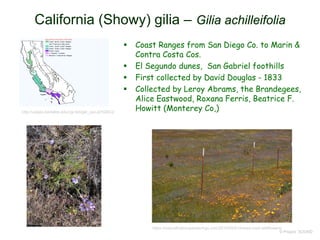© Project SOUND
California (Showy) gilia – Gilia achilleifolia
http://ucjeps.berkeley.edu/cgi-bin/get_cpn.pl?GIAC2
https://naturalhistorywanderings.com/2010/05/01/mines-road-wildflowers/
 Coast Ranges from San Diego Co. to Marin &
Contra Costa Cos.
 El Segundo dunes, San Gabriel foothills
 First collected by David Douglas - 1833
 Collected by Leroy Abrams, the Brandegees,
Alice Eastwood, Roxana Ferris, Beatrice F.
Howitt (Monterey Co,)
 