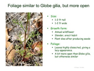© Project SOUND
Foliage similar to Globe gilia, but more open
 Size:
 1-2 ft tall
 1-2 ft wide
 Growth form:
 Annual wildflower
 Slender, erect habit
 Plant dies after producing seeds
 Foliage:
 Leaves highly dissected, giving a
lacy appearance
 A bit more open than Globe gilia,
but otherwise similar
 