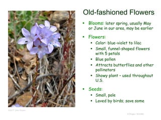 © Project SOUND
Old-fashioned Flowers
 Blooms: later spring, usually May
or June in our area, may be earlier
 Flowers:
 Color: blue-violet to lilac
 Small, funnel-shaped flowers
with 5 petals
 Blue pollen
 Attracts butterflies and other
pollinators
 Showy plant – used throughout
U.S.
 Seeds:
 Small, pale
 Loved by birds; save some
©2017 John Doyen
 