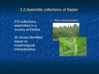 Achievements and outcomes in implementation of Napier smut and stunt resistance project in Tanzania