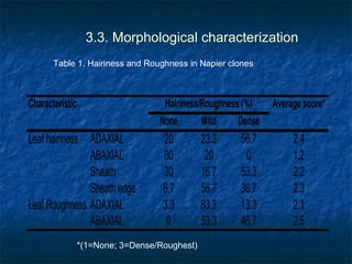 Achievements and outcomes in implementation of Napier smut and stunt resistance project in Tanzania