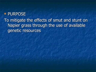 Achievements and outcomes in implementation of Napier smut and stunt resistance project in Tanzania