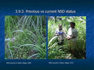 Achievements and outcomes in implementation of Napier smut and stunt resistance project in Tanzania