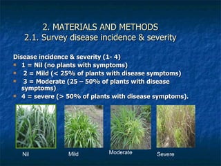 Achievements and outcomes in implementation of Napier smut and stunt resistance project in Tanzania