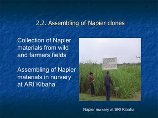 Achievements and outcomes in implementation of Napier smut and stunt resistance project in Tanzania