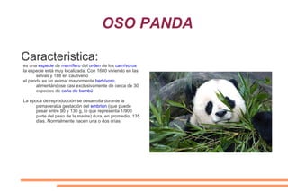 OSO PANDA

Caracteristica:
es una especie de mamífero del orden de los carnívoros
la especie está muy localizada. Con 1600 viviendo en las
      selvas y 188 en cautiverio
el panda es un animal mayormente herbívoro,
      alimentándose casi exclusivamente de cerca de 30
      especies de caña de bambú

La época de reproducción se desarrolla durante la
      primaveraLa gestación del embrión (que puede
      pesar entre 90 y 130 g, lo que representa 1/900
      parte del peso de la madre) dura, en promedio, 135
      días. Normalmente nacen una o dos crías
 