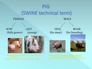 FEMALE
SOW
(fully grown)
MALE
GILT
(young)
http://eatocracy.cnn.com/2010/07/12/a-day-two-pigswould-die/
http://www.youtube.com/watch?v=v1w9v__HuSw
HOG
(for meat)
BOAR
(for breeding)
http://www.extension.org/pages/63669/physicalcharacteristics-of-feral-hogs#.Un-sAXBOwYE
http://elvingstonfarm.look4local.co.uk/products/273-pedigree-pork