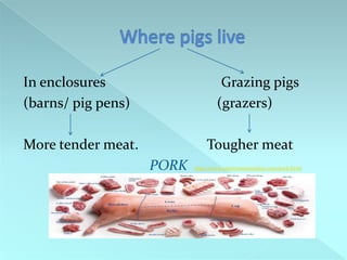 In enclosures
(barns/ pig pens)
Grazing pigs
(grazers)
More tender meat.
Tougher meat
PORK
http://www.amerymeatmarket.com/pork.html