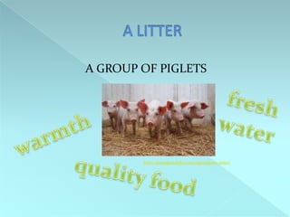 A GROUP OF PIGLETS
http://ksusigmaalpha.com/agriculture-news/