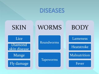 SKIN
WORMS
Lice
Diamond
skin disease
BODY
Lameness
Roundworms
Heatstroke
Mange
Malnutrition
Tapeworms
Fly damage
Fever