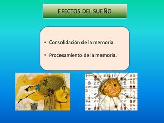 • Consolidación de la memoria.
• Procesamiento de la memoria.
EFECTOS DEL SUEÑO
 