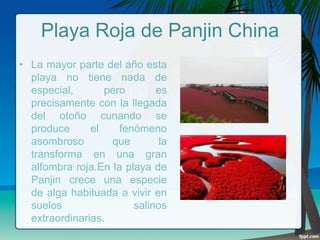 Playa Roja de Panjin China
• La mayor parte del año esta
playa no tiene nada de
especial,
pero
es
precisamente con la llegada
del otoño cunando se
produce
el
fenómeno
asombroso
que
la
transforma en una gran
alfombra roja.En la playa de
Panjin crece una especie
de alga habituada a vivir en
suelos
salinos
extraordinarias.

 