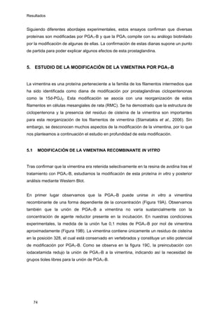 Resultados
Siguiendo diferentes abordajes experimentales, estos ensayos confirman que diversas
proteínas son modificadas por PGA1-B y que la PGA1 compite con su análogo biotinilado
por la modificación de algunas de ellas. La confirmación de estas dianas supone un punto
de partida para poder explicar algunos efectos de esta prostaglandina.
5. ESTUDIO DE LA MODIFICACIÓN DE LA VIMENTINA POR PGA1-B
La vimentina es una proteína perteneciente a la familia de los filamentos intermedios que
ha sido identificada como diana de modificación por prostaglandinas ciclopentenonas
como la 15d-PGJ2. Esta modificación se asocia con una reorganización de estos
filamentos en células mesangiales de rata (RMC). Se ha demostrado que la estructura de
ciclopentenona y la presencia del residuo de cisteína de la vimentina son importantes
para esta reorganización de los filamentos de vimentina (Stamatakis et al., 2006). Sin
embargo, se desconocen muchos aspectos de la modificación de la vimentina, por lo que
nos planteamos a continuación el estudio en profundidad de esta modificación.
5.1 MODIFICACIÓN DE LA VIMENTINA RECOMBINANTE IN VITRO
Tras confirmar que la vimentina era retenida selectivamente en la resina de avidina tras el
tratamiento con PGA1-B, estudiamos la modificación de esta proteína in vitro y posterior
análisis mediante Western Blot.
En primer lugar observamos que la PGA1-B puede unirse in vitro a vimentina
recombinante de una forma dependiente de la concentración (Figura 19A). Observamos
también que la unión de PGA1-B a vimentina no varía sustancialmente con la
concentración de agente reductor presente en la incubación. En nuestras condiciones
experimentales, la medida de la unión fue 0,1 moles de PGA1-B por mol de vimentina
aproximadamente (Figura 19B). La vimentina contiene únicamente un residuo de cisteína
en la posición 328, el cual está conservado en vertebrados y constituye un sitio potencial
de modificación por PGA1-B. Como se observa en la figura 19C, la preincubación con
iodacetamida redujo la unión de PGA1-B a la vimentina, indicando así la necesidad de
grupos tioles libres para la unión de PGA1-B.
74
 