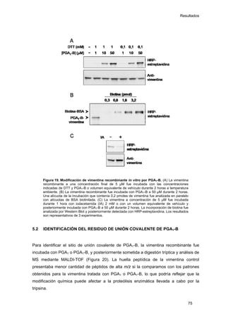 Resultados
Figura 19. Modificación de vimentina recombinante in vitro por PGA1-B. (A) La vimentina
recombinante a una concentración final de 5 μM fue incubada con las concentraciones
indicadas de DTT y PGA1-B o volumen equivalente de vehículo durante 2 horas a temperatura
ambiente. (B) La vimentina recombinante fue incubada con PGA1-B a 50 µM durante 2 horas.
Una alícuota de la incubación que contenía 0,2 pmoles de vimentina fue analizada en paralelo
con alícuotas de BSA biotinilada. (C) La vimentina a concentración de 5 μM fue incubada
durante 1 hora con iodacetamida (IA) 2 mM o con un volumen equivalente de vehículo y
posteriormente incubada con PGA1-B a 50 µM durante 2 horas. La incorporación de biotina fue
analizada por Western Blot y posteriormente detectada con HRP-estreptavidina. Los resultados
son representativos de 3 experimentos.
5.2 IDENTIFICACIÓN DEL RESIDUO DE UNIÓN COVALENTE DE PGA1-B
Para identificar el sitio de unión covalente de PGA1-B, la vimentina recombinante fue
incubada con PGA1 o PGA1-B, y posteriormente sometida a digestión tríptica y análisis de
MS mediante MALDI-TOF (Figura 20). La huella peptídica de la vimentina control
presentaba menor cantidad de péptidos de alta m/z si la comparamos con los patrones
obtenidos para la vimentina tratada con PGA1 o PGA1-B, lo que podría reflejar que la
modificación química puede afectar a la proteólisis enzimática llevada a cabo por la
tripsina.
75
 