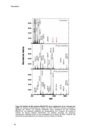 Resultados
Figura 20. Análisis de MS mediante MALDI-TOF de la modificación de la vimentina por
cyPG. La vimentina recombinante fue tratada con PGA1, PGA1-B o vehículo y sometida a
digestión con tripsina. Los péptidos resultantes fueron analizados por MS mediante
MALDI-TOF. Los espectros mostrados son representativos de 2 ensayos. Se muestra la
posición de algunos péptidos identificados. Los péptidos marcados con asteriscos
corresponden a péptidos cuyas m/z son compatibles con la adición de PGA1 o PGA1-B. Las
posiciones de estos péptidos en la condición control se indican con flechas.
76
 