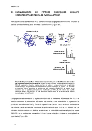Resultados
5.3 ENRIQUECIMIENTO DE PÉPTIDOS MODIFICADOS MEDIANTE
CROMATOGRAFÍA EN RESINA DE AVIDINA-AGAROSA
Para optimizar las condiciones de la identificación de los péptidos modificados llevamos a
cabo el procedimiento que se describe a continuación (Figura 21).
Figura 21. Diagrama de flujo del abordaje experimental para la identificación del residuo
de vimentina modificado por PGA1-B. Tras la incubación de la vimentina recombinante con
PGA1-B y posterior digestión tríptica, se llevó a cabo un enriquecimiento de los péptidos
modificados por la cyPG biotinilada mediante incubación con resina de avidina. Las muestras
enriquecidas fueron sometidas a análisis de MS mediante MALDI-TOF, y resultó en la
detección de un péptido potencialmente modificado por PGA1-B. El análisis del péptido
mediante MS/MS por MALDI-TOF/TOF permitió la identificación de la secuencia del péptido
que albergaba la modificación.
Los péptidos resultantes de la digestión tríptica de la vimentina modificada con PGA1-B
fueron sometidos a purificación en resina de avidina y una alícuota de la digestión fue
purificada en columnas ZipTip. Tanto la digestión de partida como la eluída en la resina
de avidina fueron sometidas a análisis de MS mediante MALDI-TOF. El análisis de los
péptidos eluídos mostró un notable aumento en la intensidad relativa del pico de masa
2981,09 tras la purificación en avidina, indicando que este pico contiene la prostaglandina
biotinilada (Figura 22).
78
 