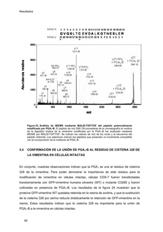 Resultados
Figura 23. Análisis de MS/MS mediante MALDI-TOF/TOF del péptido potencialmente
modificado por PGA1-B. El péptido de m/z 2981,09 procedente de la cromatografía en avidina
de la digestión tríptica de la vimentina modificada por la PGA1-B fue analizado mediante
MS/MS por MALDI-TOF/TOF. Se indican los valores de m/z de los iones y la secuencia del
péptido obtenida. Los asteriscos marcan los péptidos que presentan un incremento compatible
con la incorporación de la molécula de PGA1-B.
5.4 CONFIRMACIÓN DE LA UNIÓN DE PGA1-B AL RESIDUO DE CISTEÍNA 328 DE
LA VIMENTINA EN CÉLULAS INTACTAS
En conjunto, nuestras observaciones indican que la PGA1 se une al residuo de cisteína
328 de la vimentina. Para poder demostrar la importancia de este residuo para la
modificación de vimentina en células intactas, células COS-7 fueron transfectadas
transitoriamente con GFP-vimentina humana silvestre (WT) o mutante C328S y fueron
cultivadas en presencia de PGA1-B. Los resultados de la figura 24 muestran que la
proteína GFP-vimentina WT quedaba retenida en la resina de avidina, y que la sustitución
de la cisteína 328 por serina reducía drásticamente la retención de GFP-vimentina en la
resina. Estos resultados indican que la cisteína 328 es importante para la unión de
PGA1-B a la vimentina en células intactas.
80
 