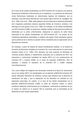 Resultados
En el caso de las células transfectadas con GFP-vimentina WT se observó una señal de
fluorescencia distribuida uniformemente por el citoplasma, y la presencia de estructuras
cortas filamentosas localizadas en determinadas regiones del citoplasma, que se
asemejan a las estructuras descritas por otros grupos bajo el término de “squiggles” (Ho
et al., 1998; Yoon et al., 1998). Cabe destacar que los bordes de la membrana plasmática
eran irregulares pudiéndose observar pequeñas fibrillas de vimentina, similares a las
descritas por otros grupos (Yoon et al., 1998). Sin embargo, en las células transfectadas
con GFP-vimentina C328S, se observaron múltiples señales de fluorescencia puntiformes
distribuidas por la célula uniformemente, destacando la ausencia de señal difusa
observada en las células transfectadas con GFP-vimentina WT. Los bordes de las
membranas plasmáticas presentaban un aspecto más regular. Estos resultados sugieren
que la presencia de la cisteína en posición 328 es importante para la organización de los
filamentos de vimentina.
Sin embargo, a pesar de tratarse de células transfectantes estables, no se observó la
formación de filamentos completos de vimentina, tal y como está descrito en otras líneas
celulares (Sarria et al., 1990). Para descartar que esta ausencia de filamentos de
vimentina pudiera deberse a impedimentos producidos por la presencia de GFP, nos
propusimos a continuación transfectar las células SW13 cl.2 con construcciones de
vimentina WT y mutante C328S, en el vector de expresión pCMV6-XL5, libre de
etiquetas, y detectar la expresión de la vimentina WT y C328S mediante
inmunofluorescencia.
Tal y como reflejan las imágenes del microscopio confocal de la figura 26, observamos
que en las células SW13 cl.2 transfectadas con el plásmido pCMV6-XL5-vimentina WT
podían detectarse filamentos de vimentina, aunque cabe destacar que la eficiencia de
transfección fue baja, y que la disposición de los filamentos se centraba en una
disposición perinuclear. En cambio, en el caso de las células transfectadas con el
plásmido pCMV6-XL5-vimentina C328S, la señal de vimentina mostró un patrón
puntiforme distribuido uniformemente por el citoplasma, confirmando la hipótesis de que
el residuo de cisteína en la posición 328 es importante para el ensamblaje de los
filamentos en este modelo experimental.
83
 