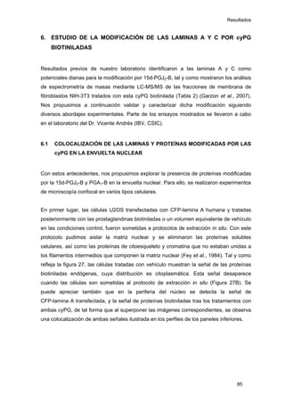Resultados
6. ESTUDIO DE LA MODIFICACIÓN DE LAS LAMINAS A Y C POR cyPG
BIOTINILADAS
Resultados previos de nuestro laboratorio identificaron a las laminas A y C como
potenciales dianas para la modificación por 15d-PGJ2-B, tal y como mostraron los análisis
de espectrometría de masas mediante LC-MS/MS de las fracciones de membrana de
fibroblastos NIH-3T3 tratados con esta cyPG biotinilada (Tabla 2) (Garzon et al., 2007).
Nos propusimos a continuación validar y caracterizar dicha modificación siguiendo
diversos abordajes experimentales. Parte de los ensayos mostrados se llevaron a cabo
en el laboratorio del Dr. Vicente Andrés (IBV, CSIC).
6.1 COLOCALIZACIÓN DE LAS LAMINAS Y PROTEÍNAS MODIFICADAS POR LAS
cyPG EN LA ENVUELTA NUCLEAR
Con estos antecedentes, nos propusimos explorar la presencia de proteínas modificadas
por la 15d-PGJ2-B y PGA1-B en la envuelta nuclear. Para ello, se realizaron experimentos
de microscopía confocal en varios tipos celulares.
En primer lugar, las células U2OS transfectadas con CFP-lamina A humana y tratadas
posteriormente con las prostaglandinas biotiniladas o un volumen equivalente de vehículo
en las condiciones control, fueron sometidas a protocolos de extracción in situ. Con este
protocolo pudimos aislar la matriz nuclear y se eliminaron las proteínas solubles
celulares, así como las proteínas de citoesqueleto y cromatina que no estaban unidas a
los filamentos intermedios que componen la matriz nuclear (Fey et al., 1984). Tal y como
refleja la figura 27, las células tratadas con vehículo muestran la señal de las proteínas
biotiniladas endógenas, cuya distribución es citoplasmática. Esta señal desaparece
cuando las células son sometidas al protocolo de extracción in situ (Figura 27B). Se
puede apreciar también que en la periferia del núcleo se detecta la señal de
CFP-lamina A transfectada, y la señal de proteínas biotiniladas tras los tratamientos con
ambas cyPG, de tal forma que al superponer las imágenes correspondientes, se observa
una colocalización de ambas señales ilustrada en los perfiles de los paneles inferiores.
85
 