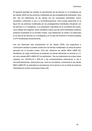 Resultados
El siguiente abordaje fue estudiar la colocalización de las laminas A y C endógenas de
las células U2OS con las proteínas modificadas por las prostaglandinas biotiniladas. Para
ello, tras los tratamientos de las células con los compuestos biotinilados, fueron
sometidas a extracción in situ y a inmunofluorescencia. Como puede observarse en la
figura 28, las proteínas modificadas por las prostaglandinas biotiniladas colocalizan con
las laminas A y C endógenas, y su localización mayoritaria es en la periferia del núcleo,
como reflejan las imágenes. Estos resultados indican que las cyPG biotiniladas modifican
proteínas localizadas en la envuelta nuclear, cuya distribución es similar a la observada
en el caso de las laminas A y C endógenas y en el caso de la lamina A humana acoplada
a CFP transfectada transitoriamente.
Una vez observada esta colocalización en las células U2OS, nos propusimos a
continuación estudiar la posible contribución de laminas modificadas a la señal de biotina
asociada con la envuelta nuclear. Para ello, utilizamos las células MEFs LMNA KO,
fibroblastos de origen embrionario procedentes de ratones deficientes en laminas A y C,
así como células MEFs LMNA WT (no deficientes). Tras los tratamientos de ambas líneas
celulares con 15d-PGJ2-B y PGA1-B, y las correspondientes extracciones in situ e
inmunofluorescencias, observamos que, como era de esperar, únicamente en las células
MEFs LMNA WT se detectaba la colocalización de la lamina A con la señal de proteínas
biotiniladas por ambos compuestos (Figura 29).
89
 