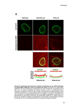 Resultados
Figura 30. Localización de la lamina B y proteínas modificadas por las cyPG biotiniladas
en células MEFs LMNA WT y KO en la periferia del núcleo. Se trataron las células MEFs
LMNA WT y KO con 15d-PGJ2-B a concentración de 7 µM, con PGA1-B a concentración de 30
µM o con un volumen equivalente de vehículo durante 2 horas y a continuación fueron
sometidas a extracción in situ de la matriz nuclear. Se realizaron inmunofluorescencias con el
anticuerpo anti-lamina B y un anticuerpo secundario acoplado a FITC (verde), simultáneamente
con la incubación con estreptavidina-A633 (rojo). Las imágenes mostradas corresponden a las
observaciones al microscopio confocal de las células MEFs LMNA WT (A, página anterior) y
KO (B). Se muestran los perfiles de colocalización de las señales correspondientes a la lamina
B marcada con FITC y la estreptavidina-A633 en las regiones celulares marcadas.
93
 