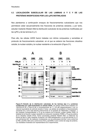 Resultados
6.2 LOCALIZACIÓN SUBCELULAR DE LAS LAMINAS A Y C Y DE LAS
PROTEÍNAS MODIFICADAS POR LAS cyPG BIOTINILADAS
Nos planteamos a continuación ensayos de fraccionamientos subcelulares que nos
permitieran aislar secuencialmente tres fracciones de proteínas celulares, y por tanto,
estudiar mediante Western Blot la distribución subcelular de las proteínas modificadas por
las cyPG y de las laminas A y C.
Para ello, las células U2OS fueron tratadas con dichos compuestos y sometidas al
protocolo de fraccionamiento subcelular, en el que se aislaron las fracciones citosólica
soluble, la nuclear soluble y la nuclear resistente a la extracción (Figura 31).
Figura 31. Estudio de la distribución subcelular de las laminas tipo A y proteínas
modificadas por cyPG biotiniladas en células U2OS. Las células U2OS fueron tratadas con
15d-PGJ2-B (A) o PGA1-B (B) a concentraciones de 7 y 30 µM respectivamente o con un
volumen equivalente de vehículo durante 2 horas. Las células se sometieron a fraccionamiento
subcelular tal y como está descrito anteriormente en el apartado de “Materiales y métodos”, y
las muestras correspondientes a 75 μg de proteína de la fracción nuclear soluble (FNS), la
totalidad de la fracción nuclear resistente a la extracción resultante (FNRE) y 75 μg de proteína
de la citosólica soluble (FCS), fueron procesadas mediante Western Blot. La detección de
biotina se llevó a cabo mediante incubación con HRP-estreptavidina y la de las laminas A y C
con anti-lamina A/C. Se realizaron incubaciones con los anticuerpos anti-Sp1 como control de
la FNS, anti-Rho GDI como control de la FCS y anti-ERK-2 como control de carga de proteína.
Los resultados mostrados son representativos de 3 experimentos.
94
 