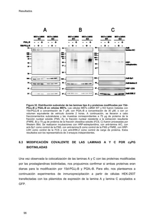 Resultados
Figura 32. Distribución subcelular de las laminas tipo A y proteínas modificadas por 15d-
PGJ2-B y PGA1-B en células MEFs. Las células MEFs LMNA WT y KO fueron tratadas con
15d-PGJ2-B a concentración de 7 µM, con PGA1-B a concentración de 30 µM, o con un
volumen equivalente de vehículo durante 2 horas. A continuación, se llevaron a cabo
fraccionamientos subcelulares y las muestras correspondientes a 75 µg de proteína de la
fracción nuclear soluble (FNS, A), la fracción nuclear resistente a la extracción resultante
(FNRE, B) y 75 µg de proteína de la fracción citosólica soluble (FCS, C) fueron procesadas por
Western Blot. Se realizaron incubaciones con HRP-estreptavidina, con anti-lamina A/C, con
anti-Sp1 como control de la FNS, con anti-lamina B como control de la FNS y FNRE, con HRP-
LDH como control de la FCS y con anti-ERK-2 como control de carga de proteína. Estos
resultados son los representativos de 3 ensayos independientes.
6.3 MODIFICACIÓN COVALENTE DE LAS LAMINAS A Y C POR cyPG
BIOTINILADAS
Una vez observada la colocalización de las laminas A y C con las proteínas modificadas
por las prostaglandinas biotiniladas, nos propusimos confirmar si ambas proteínas eran
dianas para la modificación por 15d-PGJ2-B y PGA1-B. Para ello, nos planteamos a
continuación experimentos de inmunoprecipitación a partir de células HEK-293T
transfectadas con los plásmidos de expresión de la lamina A y lamina C acoplados a
GFP.
96
 