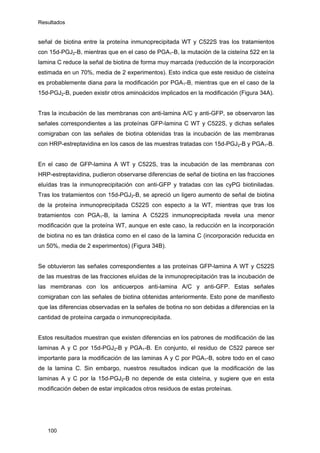 Resultados
100
señal de biotina entre la proteína inmunoprecipitada WT y C522S tras los tratamientos
con 15d-PGJ2-B, mientras que en el caso de PGA1-B, la mutación de la cisteína 522 en la
lamina C reduce la señal de biotina de forma muy marcada (reducción de la incorporación
estimada en un 70%, media de 2 experimentos). Esto indica que este residuo de cisteína
es probablemente diana para la modificación por PGA1-B, mientras que en el caso de la
15d-PGJ2-B, pueden existir otros aminoácidos implicados en la modificación (Figura 34A).
Tras la incubación de las membranas con anti-lamina A/C y anti-GFP, se observaron las
señales correspondientes a las proteínas GFP-lamina C WT y C522S, y dichas señales
comigraban con las señales de biotina obtenidas tras la incubación de las membranas
con HRP-estreptavidina en los casos de las muestras tratadas con 15d-PGJ2-B y PGA1-B.
En el caso de GFP-lamina A WT y C522S, tras la incubación de las membranas con
HRP-estreptavidina, pudieron observarse diferencias de señal de biotina en las fracciones
eluídas tras la inmunoprecipitación con anti-GFP y tratadas con las cyPG biotiniladas.
Tras los tratamientos con 15d-PGJ2-B, se apreció un ligero aumento de señal de biotina
de la proteína inmunoprecipitada C522S con especto a la WT, mientras que tras los
tratamientos con PGA1-B, la lamina A C522S inmunoprecipitada revela una menor
modificación que la proteína WT, aunque en este caso, la reducción en la incorporación
de biotina no es tan drástica como en el caso de la lamina C (incorporación reducida en
un 50%, media de 2 experimentos) (Figura 34B).
Se obtuvieron las señales correspondientes a las proteínas GFP-lamina A WT y C522S
de las muestras de las fracciones eluídas de la inmunoprecipitación tras la incubación de
las membranas con los anticuerpos anti-lamina A/C y anti-GFP. Estas señales
comigraban con las señales de biotina obtenidas anteriormente. Esto pone de manifiesto
que las diferencias observadas en la señales de botina no son debidas a diferencias en la
cantidad de proteína cargada o inmunoprecipitada.
Estos resultados muestran que existen diferencias en los patrones de modificación de las
laminas A y C por 15d-PGJ2-B y PGA1-B. En conjunto, el residuo de C522 parece ser
importante para la modificación de las laminas A y C por PGA1-B, sobre todo en el caso
de la lamina C. Sin embargo, nuestros resultados indican que la modificación de las
laminas A y C por la 15d-PGJ2-B no depende de esta cisteína, y sugiere que en esta
modificación deben de estar implicados otros residuos de estas proteínas.
 