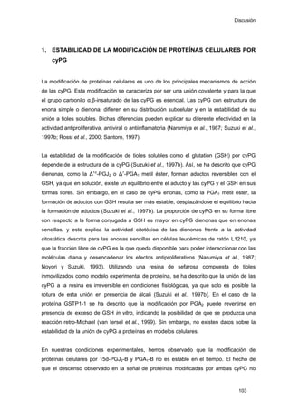 Discusión
1. ESTABILIDAD DE LA MODIFICACIÓN DE PROTEÍNAS CELULARES POR
cyPG
La modificación de proteínas celulares es uno de los principales mecanismos de acción
de las cyPG. Esta modificación se caracteriza por ser una unión covalente y para la que
el grupo carbonilo α,β-insaturado de las cyPG es esencial. Las cyPG con estructura de
enona simple o dienona, difieren en su distribución subcelular y en la estabilidad de su
unión a tioles solubles. Dichas diferencias pueden explicar su diferente efectividad en la
actividad antiproliferativa, antiviral o antiinflamatoria (Narumiya et al., 1987; Suzuki et al.,
1997b; Rossi et al., 2000; Santoro, 1997).
La estabilidad de la modificación de tioles solubles como el glutation (GSH) por cyPG
depende de la estructura de la cyPG (Suzuki et al., 1997b). Así, se ha descrito que cyPG
dienonas, como la ∆12
-PGJ2 o ∆7
-PGA1 metil éster, forman aductos reversibles con el
GSH, ya que en solución, existe un equilibrio entre el aducto y las cyPG y el GSH en sus
formas libres. Sin embargo, en el caso de cyPG enonas, como la PGA1 metil éster, la
formación de aductos con GSH resulta ser más estable, desplazándose el equilibrio hacia
la formación de aductos (Suzuki et al., 1997b). La proporción de cyPG en su forma libre
con respecto a la forma conjugada a GSH es mayor en cyPG dienonas que en enonas
sencillas, y esto explica la actividad citotóxica de las dienonas frente a la actividad
citostática descrita para las enonas sencillas en células leucémicas de ratón L1210, ya
que la fracción libre de cyPG es la que queda disponible para poder interaccionar con las
moléculas diana y desencadenar los efectos antiproliferativos (Narumiya et al., 1987;
Noyori y Suzuki, 1993). Utilizando una resina de sefarosa compuesta de tioles
inmovilizados como modelo experimental de proteína, se ha descrito que la unión de las
cyPG a la resina es irreversible en condiciones fisiológicas, ya que solo es posible la
rotura de esta unión en presencia de álcali (Suzuki et al., 1997b). En el caso de la
proteína GSTP1-1 se ha descrito que la modificación por PGA2 puede revertirse en
presencia de exceso de GSH in vitro, indicando la posibilidad de que se produzca una
reacción retro-Michael (van Iersel et al., 1999). Sin embargo, no existen datos sobre la
estabilidad de la unión de cyPG a proteínas en modelos celulares.
En nuestras condiciones experimentales, hemos observado que la modificación de
proteínas celulares por 15d-PGJ2-B y PGA1-B no es estable en el tiempo. El hecho de
que el descenso observado en la señal de proteínas modificadas por ambas cyPG no
103
 