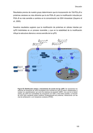 Discusión
Resultados previos de nuestro grupo determinaron que la incorporación de 15d-PGJ2-B a
proteínas celulares es más eficiente que la de PGA1-B, pero la modificación inducida por
PGA1-B es más sensible a cambios en la concentración de GSH intracelular (Gayarre et
al., 2005).
Nuestros resultados sugieren que la modificación de proteínas en células intactas por
cyPG biotiniladas es un proceso reversible, y que en la estabilidad de la modificación
influye la estructura dienona o enona sencilla de la cyPG.
Figura 35. Distribución celular y mecanismos de acción de las cyPG. Se representan los
sistemas de transporte de cyPG encargados de la entrada de cyPG al interior citoplasmático y
nuclear (no caracterizados), así como los sistemas de expulsión (MRP). Una vez en el interior
celular, las cyPG son susceptibles de conjugación con GSH y otros tioles solubles. La fracción
de cyPG libre resultante puede modificar covalentemente las proteínas, interaccionar con las
vías de señalización o con receptores nucleares (PPAR).
105
 