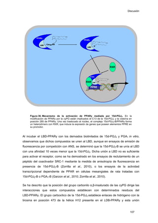 Discusión
Figura 36. Mecanismo de la activación de PPARγ mediada por 15d-PGJ2. En la
modificación de PPARγ por la cyPG están implicados el C13 de la 15d-PGJ2 y la cisteína en
posición 285 de PPARγ. Una vez traslocado al núcleo, el complejo 15d-PGJ2-B/PPARγ forma
un heterodímero con RXR, que induce la expresión de genes que poseen elementos PPRE en
su promotor.
Al incubar el LBD-PPARγ con los derivados biotinilados de 15d-PGJ2 y PGA1 in vitro,
observamos que dichos compuestos se unen al LBD, aunque en ensayos de emisión de
fluorescencia por competición con ANS, se determinó que la 15d-PGJ2-B se unía al LBD
con una afinidad 10 veces menor que la 15d-PGJ2. Dicha unión a LBD no es suficiente
para activar el receptor, como se ha demostrado en los ensayos de reclutamiento de un
péptido del coactivador SRC-1 mediante la medida de anisotropía de fluorescencia en
presencia de 15d-PGJ2-B (Zorrilla et al., 2010), o los ensayos de la actividad
transcripcional dependiente de PPAR en células mesangiales de rata tratadas con
15d-PGJ2-B o PGA1-B (Garzon et al., 2010; Zorrilla et al., 2010).
Se ha descrito que la posición del grupo carbonilo α,β-insaturado de las cyPG dirige las
interacciones que estos compuestos establecen con determinados residuos del
LBD-PPARγ. El grupo carboxílico de la 15d-PGJ2 establece enlaces de hidrógeno con la
tirosina en posición 473 de la hélice H12 presente en el LDB-PPARγ y esta unión
107
 