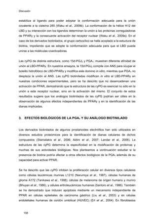 Discusión
estabiliza al ligando para poder adoptar la conformación adecuada para la unión
covalente a la cisteína 285 (Waku et al., 2009b). La conformación de la hélice H12 del
LBD y su interacción con los ligandos determinan la unión a las proteínas correguladoras
de PPARγ y la consecuente activación del receptor nuclear (Waku et al., 2009a). En el
caso de los derivados biotinilados, el grupo carboxílico se halla acoplado a la estuctura de
biotina, impidiendo que se adopte la conformación adecuada para que el LBD pueda
unirse a las moléculas coactivadoras.
Las cyPG de distinta estructura, como 15d-PGJ2 y PGA1, muestran diferente afinidad de
unión al LBD-PPARγ. En nuestros ensayos, la 15d-PGJ2 compite con ANS para ocupar el
bolsillo hidrofóbico de LBD-PPARγ y modifica este dominio in vitro, mientras que PGA1 no
desplaza la unión al ANS. Las cyPG biotiniladas modifican in vitro el LBD-PPARγ en
nuestras condiciones experimentales, pero se ha descrito que no desencadenan una
activación de PPAR, demostrando que la estructura de las cyPG es esencial no sólo en la
unión a este receptor nuclear, sino en la activación del mismo. El conjunto de estos
resultados sugiere que los análogos biotinilados de las cyPG podrían ser útiles en la
observación de algunos efectos independientes de PPARγ y en la identificación de las
dianas implicadas.
3. EFECTOS BIOLÓGICOS DE LA PGA1 Y SU ANÁLOGO BIOTINILADO
Los derivados biotinilados de algunos prostanoides electrófilos han sido utilizados en
diversos estudios proteómicos para la identificación de dianas celulares de dichos
compuestos (Stamatakis et al., 2006; Aldini et al., 2007; Landar et al., 2006). La
estructura de las cyPG determina la especificidad en la modificación de proteínas y
muchas de sus actividades biológicas. Nos planteamos a continuación estudiar si la
presencia de biotina podría afectar a otros efectos biológicos de la PGA1 además de su
capacidad para activar PPAR.
Se ha descrito que las cyPG inhiben la proliferación celular en diversos tipos celulares
como células leucémicas murinas L1210 (Narumiya et al., 1987), células humanas de
glioma A172 (Tanikawa et al., 1998), células de melanoma de origen humano y murino
(Bhuyan et al., 1986), y células eritroleucémicas humanas (Santoro et al., 1986). También
se ha demostrado que inducen apoptosis mediante un mecanismo independiente de
PPAR en células epiteliales de carcinoma gástrico (Liu et al., 2003) y en células
endoteliales humanas de cordón umbilical (HUVEC) (Erl et al., 2004). En fibroblastos
108
 
