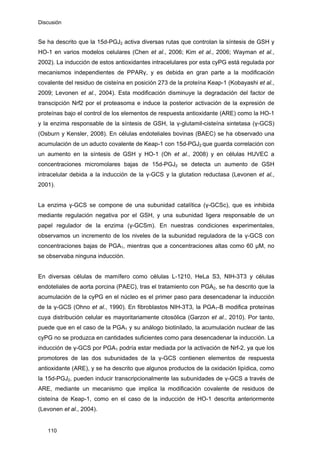 Discusión
Se ha descrito que la 15d-PGJ2 activa diversas rutas que controlan la síntesis de GSH y
HO-1 en varios modelos celulares (Chen et al., 2006; Kim et al., 2006; Wayman et al.,
2002). La inducción de estos antioxidantes intracelulares por esta cyPG está regulada por
mecanismos independientes de PPARγ, y es debida en gran parte a la modificación
covalente del residuo de cisteína en posición 273 de la proteína Keap-1 (Kobayashi et al.,
2009; Levonen et al., 2004). Esta modificación disminuye la degradación del factor de
transcipción Nrf2 por el proteasoma e induce la posterior activación de la expresión de
proteínas bajo el control de los elementos de respuesta antioxidante (ARE) como la HO-1
y la enzima responsable de la síntesis de GSH, la γ-glutamil-cisteína sintetasa (γ-GCS)
(Osburn y Kensler, 2008). En células endoteliales bovinas (BAEC) se ha observado una
acumulación de un aducto covalente de Keap-1 con 15d-PGJ2 que guarda correlación con
un aumento en la síntesis de GSH y HO-1 (Oh et al., 2008) y en células HUVEC a
concentraciones micromolares bajas de 15d-PGJ2 se detecta un aumento de GSH
intracelular debida a la inducción de la γ-GCS y la glutation reductasa (Levonen et al.,
2001).
La enzima γ-GCS se compone de una subunidad catalítica (γ-GCSc), que es inhibida
mediante regulación negativa por el GSH, y una subunidad ligera responsable de un
papel regulador de la enzima (γ-GCSm). En nuestras condiciones experimentales,
observamos un incremento de los niveles de la subunidad reguladora de la γ-GCS con
concentraciones bajas de PGA1, mientras que a concentraciones altas como 60 µM, no
se observaba ninguna inducción.
En diversas células de mamífero como células L-1210, HeLa S3, NIH-3T3 y células
endoteliales de aorta porcina (PAEC), tras el tratamiento con PGA2, se ha descrito que la
acumulación de la cyPG en el núcleo es el primer paso para desencadenar la inducción
de la γ-GCS (Ohno et al., 1990). En fibroblastos NIH-3T3, la PGA1-B modifica proteínas
cuya distribución celular es mayoritariamente citosólica (Garzon et al., 2010). Por tanto,
puede que en el caso de la PGA1 y su análogo biotinilado, la acumulación nuclear de las
cyPG no se produzca en cantidades suficientes como para desencadenar la inducción. La
inducción de γ-GCS por PGA1 podría estar mediada por la activación de Nrf-2, ya que los
promotores de las dos subunidades de la γ-GCS contienen elementos de respuesta
antioxidante (ARE), y se ha descrito que algunos productos de la oxidación lipídica, como
la 15d-PGJ2, pueden inducir transcripcionalmente las subunidades de γ-GCS a través de
ARE, mediante un mecanismo que implica la modificación covalente de residuos de
cisteína de Keap-1, como en el caso de la inducción de HO-1 descrita anteriormente
(Levonen et al., 2004).
110
 