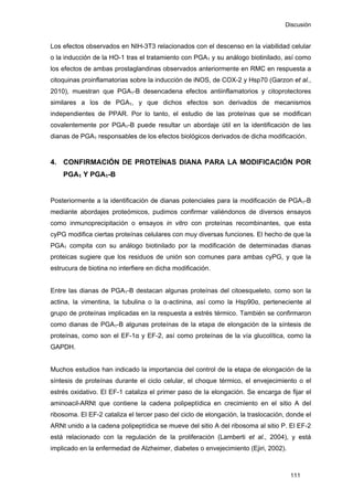 Discusión
Los efectos observados en NIH-3T3 relacionados con el descenso en la viabilidad celular
o la inducción de la HO-1 tras el tratamiento con PGA1 y su análogo biotinilado, así como
los efectos de ambas prostaglandinas observados anteriormente en RMC en respuesta a
citoquinas proinflamatorias sobre la inducción de iNOS, de COX-2 y Hsp70 (Garzon et al.,
2010), muestran que PGA1-B desencadena efectos antiinflamatorios y citoprotectores
similares a los de PGA1, y que dichos efectos son derivados de mecanismos
independientes de PPAR. Por lo tanto, el estudio de las proteínas que se modifican
covalentemente por PGA1-B puede resultar un abordaje útil en la identificación de las
dianas de PGA1 responsables de los efectos biológicos derivados de dicha modificación.
4. CONFIRMACIÓN DE PROTEÍNAS DIANA PARA LA MODIFICACIÓN POR
PGA1 Y PGA1-B
Posteriormente a la identificación de dianas potenciales para la modificación de PGA1-B
mediante abordajes proteómicos, pudimos confirmar valiéndonos de diversos ensayos
como inmunoprecipitación o ensayos in vitro con proteínas recombinantes, que esta
cyPG modifica ciertas proteínas celulares con muy diversas funciones. El hecho de que la
PGA1 compita con su análogo biotinilado por la modificación de determinadas dianas
proteicas sugiere que los residuos de unión son comunes para ambas cyPG, y que la
estrucura de biotina no interfiere en dicha modificación.
Entre las dianas de PGA1-B destacan algunas proteínas del citoesqueleto, como son la
actina, la vimentina, la tubulina o la α-actinina, así como la Hsp90α, perteneciente al
grupo de proteínas implicadas en la respuesta a estrés térmico. También se confirmaron
como dianas de PGA1-B algunas proteínas de la etapa de elongación de la síntesis de
proteínas, como son el EF-1α y EF-2, así como proteínas de la vía glucolítica, como la
GAPDH.
Muchos estudios han indicado la importancia del control de la etapa de elongación de la
síntesis de proteínas durante el ciclo celular, el choque térmico, el envejecimiento o el
estrés oxidativo. El EF-1 cataliza el primer paso de la elongación. Se encarga de fijar el
aminoacil-ARNt que contiene la cadena polipeptídica en crecimiento en el sitio A del
ribosoma. El EF-2 cataliza el tercer paso del ciclo de elongación, la traslocación, donde el
ARNt unido a la cadena polipeptídica se mueve del sitio A del ribosoma al sitio P. El EF-2
está relacionado con la regulación de la proliferación (Lamberti et al., 2004), y está
implicado en la enfermedad de Alzheimer, diabetes o envejecimiento (Ejiri, 2002).
111
 
