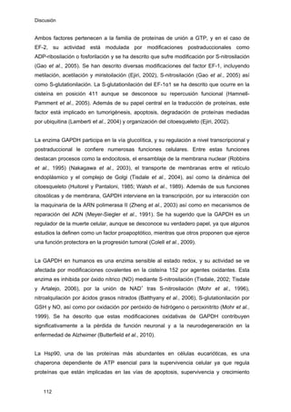 Discusión
Ambos factores pertenecen a la familia de proteínas de unión a GTP, y en el caso de
EF-2, su actividad está modulada por modificaciones postraduccionales como
ADP-ribosilación o fosforilación y se ha descrito que sufre modificación por S-nitrosilación
(Gao et al., 2005). Se han descrito diversas modificaciones del factor EF-1, incluyendo
metilación, acetilación y miristoilación (Ejiri, 2002), S-nitrosilación (Gao et al., 2005) así
como S-glutationilación. La S-glutationilación del EF-1α1 se ha descrito que ocurre en la
cisteína en posición 411 aunque se desconoce su repercusión funcional (Hamnell-
Pamment et al., 2005). Además de su papel central en la traducción de proteínas, este
factor está implicado en tumorigénesis, apoptosis, degradación de proteínas mediadas
por ubiquitina (Lamberti et al., 2004) y organización del citoesqueleto (Ejiri, 2002).
La enzima GAPDH participa en la vía glucolítica, y su regulación a nivel transcripcional y
postraduccional le confiere numerosas funciones celulares. Entre estas funciones
destacan procesos como la endocitosis, el ensamblaje de la membrana nuclear (Robbins
et al., 1995) (Nakagawa et al., 2003), el transporte de membranas entre el retículo
endoplásmico y el complejo de Golgi (Tisdale et al., 2004), así como la dinámica del
citoesqueleto (Huitorel y Pantaloni, 1985; Walsh et al., 1989). Además de sus funciones
citosólicas y de membrana, GAPDH interviene en la transcripción, por su interacción con
la maquinaria de la ARN polimerasa II (Zheng et al., 2003) así como en mecanismos de
reparación del ADN (Meyer-Siegler et al., 1991). Se ha sugerido que la GAPDH es un
regulador de la muerte celular, aunque se desconoce su verdadero papel, ya que algunos
estudios la definen como un factor proapoptótico, mientras que otros proponen que ejerce
una función protectora en la progresión tumoral (Colell et al., 2009).
La GAPDH en humanos es una enzima sensible al estado redox, y su actividad se ve
afectada por modificaciones covalentes en la cisteína 152 por agentes oxidantes. Esta
enzima es inhibida por óxido nítrico (NO) mediante S-nitrosilación (Tisdale, 2002; Tisdale
y Artalejo, 2006), por la unión de NAD+
tras S-nitrosilación (Mohr et al., 1996),
nitroalquilación por ácidos grasos nitrados (Batthyany et al., 2006), S-glutationilación por
GSH y NO, así como por oxidación por peróxido de hidrógeno o peroxinitrito (Mohr et al.,
1999). Se ha descrito que estas modificaciones oxidativas de GAPDH contribuyen
significativamente a la pérdida de función neuronal y a la neurodegeneración en la
enfermedad de Alzheimer (Butterfield et al., 2010).
La Hsp90, una de las proteínas más abundantes en células eucarióticas, es una
chaperona dependiente de ATP esencial para la supervivencia celular ya que regula
proteínas que están implicadas en las vías de apoptosis, supervivencia y crecimiento
112
 