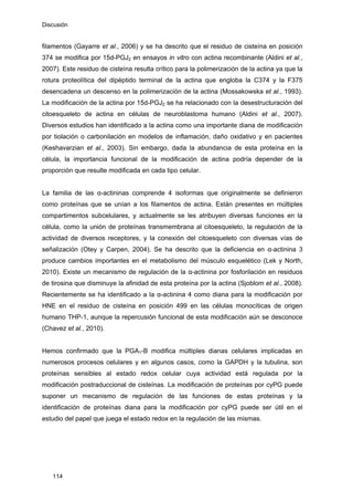 Discusión
filamentos (Gayarre et al., 2006) y se ha descrito que el residuo de cisteína en posición
374 se modifica por 15d-PGJ2 en ensayos in vitro con actina recombinante (Aldini et al.,
2007). Este residuo de cisteína resulta crítico para la polimerización de la actina ya que la
rotura proteolítica del dipéptido terminal de la actina que engloba la C374 y la F375
desencadena un descenso en la polimerización de la actina (Mossakowska et al., 1993).
La modificación de la actina por 15d-PGJ2 se ha relacionado con la desestructuración del
citoesqueleto de actina en células de neuroblastoma humano (Aldini et al., 2007).
Diversos estudios han identificado a la actina como una importante diana de modificación
por tiolación o carbonilación en modelos de inflamación, daño oxidativo y en pacientes
(Keshavarzian et al., 2003). Sin embargo, dada la abundancia de esta proteína en la
célula, la importancia funcional de la modificación de actina podría depender de la
proporción que resulte modificada en cada tipo celular.
La familia de las α-actininas comprende 4 isoformas que originalmente se definieron
como proteínas que se unían a los filamentos de actina. Están presentes en múltiples
compartimentos subcelulares, y actualmente se les atribuyen diversas funciones en la
célula, como la unión de proteínas transmembrana al citoesqueleto, la regulación de la
actividad de diversos receptores, y la conexión del citoesqueleto con diversas vías de
señalización (Otey y Carpen, 2004). Se ha descrito que la deficiencia en α-actinina 3
produce cambios importantes en el metabolismo del músculo esquelético (Lek y North,
2010). Existe un mecanismo de regulación de la α-actinina por fosforilación en residuos
de tirosina que disminuye la afinidad de esta proteína por la actina (Sjoblom et al., 2008).
Recientemente se ha identificado a la α-actinina 4 como diana para la modificación por
HNE en el residuo de cisteína en posición 499 en las células monocíticas de origen
humano THP-1, aunque la repercusión funcional de esta modificación aún se desconoce
(Chavez et al., 2010).
Hemos confirmado que la PGA1-B modifica múltiples dianas celulares implicadas en
numerosos procesos celulares y en algunos casos, como la GAPDH y la tubulina, son
proteínas sensibles al estado redox celular cuya actividad está regulada por la
modificación postraduccional de cisteínas. La modificación de proteínas por cyPG puede
suponer un mecanismo de regulación de las funciones de estas proteínas y la
identificación de proteínas diana para la modificación por cyPG puede ser útil en el
estudio del papel que juega el estado redox en la regulación de las mismas.
114
 