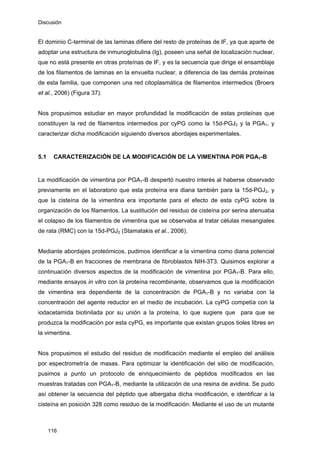 Discusión
El dominio C-terminal de las laminas difiere del resto de proteínas de IF, ya que aparte de
adoptar una estructura de inmunoglobulina (Ig), poseen una señal de localización nuclear,
que no está presente en otras proteínas de IF, y es la secuencia que dirige el ensamblaje
de los filamentos de laminas en la envuelta nuclear, a diferencia de las demás proteínas
de esta familia, que componen una red citoplasmática de filamentos intermedios (Broers
et al., 2006) (Figura 37).
Nos propusimos estudiar en mayor profundidad la modificación de estas proteínas que
constituyen la red de filamentos intermedios por cyPG como la 15d-PGJ2 y la PGA1, y
caracterizar dicha modificación siguiendo diversos abordajes experimentales.
5.1 CARACTERIZACIÓN DE LA MODIFICACIÓN DE LA VIMENTINA POR PGA1-B
La modificación de vimentina por PGA1-B despertó nuestro interés al haberse observado
previamente en el laboratorio que esta proteína era diana también para la 15d-PGJ2, y
que la cisteína de la vimentina era importante para el efecto de esta cyPG sobre la
organización de los filamentos. La sustitución del residuo de cisteína por serina atenuaba
el colapso de los filamentos de vimentina que se observaba al tratar células mesangiales
de rata (RMC) con la 15d-PGJ2 (Stamatakis et al., 2006).
Mediante abordajes proteómicos, pudimos identificar a la vimentina como diana potencial
de la PGA1-B en fracciones de membrana de fibroblastos NIH-3T3. Quisimos explorar a
continuación diversos aspectos de la modificación de vimentina por PGA1-B. Para ello,
mediante ensayos in vitro con la proteína recombinante, observamos que la modificación
de vimentina era dependiente de la concentración de PGA1-B y no variaba con la
concentración del agente reductor en el medio de incubación. La cyPG competía con la
iodacetamida biotinilada por su unión a la proteína, lo que sugiere que para que se
produzca la modificación por esta cyPG, es importante que existan grupos tioles libres en
la vimentina.
Nos propusimos el estudio del residuo de modificación mediante el empleo del análisis
por espectrometría de masas. Para optimizar la identificación del sitio de modificación,
pusimos a punto un protocolo de enriquecimiento de péptidos modificados en las
muestras tratadas con PGA1-B, mediante la utilización de una resina de avidina. Se pudo
así obtener la secuencia del péptido que albergaba dicha modificación, e identificar a la
cisteína en posición 328 como residuo de la modificación. Mediante el uso de un mutante
116
 