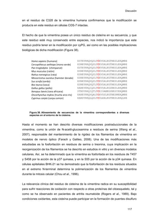 Discusión
en el residuo de C328 de la vimentina humana confirmamos que la modificación se
producía en este residuo en células COS-7 intactas.
El hecho de que la vimentina posea un único residuo de cisteína en su secuencia, y que
este residuo esté muy conservado entre especies, nos indicó la importancia que este
residuo podría tener en la modificación por cyPG, así como en las posibles implicaciones
biológicas de dicha modificación (Figura 38).
Homo sapiens (humano)  ESTEYRRQVQSLT DALKGTNESLERQMRE
Cercopithecus aethiops (mono verde) ESNEYRRQVQSLT DALKGTNESLERQMRE
Pan troglodytes  (chimpancé)  ESTEYRRQVQSLT DALKGTNESLERQMRE
Mus musculus (ratón)  ESNEYRRQVQSLT DALKGTNESLERQMRE
Rattus norvegicus (rata)  ESNEYRRQVQSLT DALKGTNESLERQMRE
Mesocricetus auratus (hamster dorado) ESNEYRRQVQSLT DALKGTNESLERQMRE
Sus scrofa (cerdo)  ESNEYRRQVQSLT DALKGTNESLERQMRE
Bos taurus (vaca)  ESNEYRRQVQTLT DALKGTNESLERQMRE
Gallus gallus (pollo)  EANEYRRQIQSLT DALKGSNESLERQMRE
Xenopus laevis (rana africana)  DTNDYRRQIQTLT DAMKGSNESYERQMRE
Oncorhynchus mykiss (trucha arco iris) EANEYRRQVQALT DSLKGTNESMERQMRE
Cyprinus carpio (carpa común)  EANDYRRQLQSLT EALKGTNESLERQLRE
CEV
CEV
CEV
CEV
CEV
CEV
CEV
CEV
CEV
CEI
CEV
CDL
Figura 38. Alineamiento de secuencias de la vimentina correspondientes a diversas
especies en el entorno de la cisteína.
Hasta el momento se han descrito diversas modificaciones postraduccionales de la
vimentina, como la unión de N-acetil-glucosamina a residuos de serina (Wang et al.,
2007), responsable del mantenimiento de la rigidez de los filamentos de vimentina en
modelos de nervio óptico (Farach y Galileo, 2008). Una de las modificaciones más
estudiadas es la fosforilación en residuos de serina o treonina, cuya implicación en la
reorganización de los filamentos se ha descrito en estudios in vitro y en diversos modelos
celulares. Así, se ha determinado que la vimentina es fosforilada en los residuos de T457
y S458 por la acción de la p37 quinasa, y en la S55 por la acción de la p34 quinasa. En
células epiteliales BHK-21 se ha demostrado que la fosforilación de los residuos situados
en el extremo N-terminal determina la polimerización de los filamentos de vimentina
durante la mitosis celular (Chou et al., 1996).
La relevancia clínica del residuo de cisteína de la vimentina radica en su susceptibilidad
para sufrir reacciones de oxidación con respecto a otras proteínas del citoesqueleto, tal y
como se ha observado en pacientes de artritis reumatoide (Rogers et al., 1989). Bajo
condiciones oxidantes, esta cisteína puede participar en la formación de puentes disulfuro
117
 
