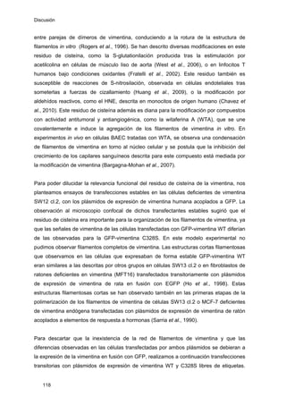 Discusión
entre parejas de dímeros de vimentina, conduciendo a la rotura de la estructura de
filamentos in vitro (Rogers et al., 1996). Se han descrito diversas modificaciones en este
residuo de cisteína, como la S-glutationilación producida tras la estimulación por
acetilcolina en células de músculo liso de aorta (West et al., 2006), o en linfocitos T
humanos bajo condiciones oxidantes (Fratelli et al., 2002). Este residuo también es
susceptible de reacciones de S-nitrosilación, observada en células endoteliales tras
someterlas a fuerzas de cizallamiento (Huang et al., 2009), o la modificación por
aldehídos reactivos, como el HNE, descrita en monocitos de origen humano (Chavez et
al., 2010). Este residuo de cisteína además es diana para la modificación por compuestos
con actividad antitumoral y antiangiogénica, como la witaferina A (WTA), que se une
covalentemente e induce la agregación de los filamentos de vimentina in vitro. En
experimentos in vivo en células BAEC tratadas con WTA, se observa una condensación
de filamentos de vimentina en torno al núcleo celular y se postula que la inhibición del
crecimiento de los capilares sanguíneos descrita para este compuesto está mediada por
la modificación de vimentina (Bargagna-Mohan et al., 2007).
Para poder dilucidar la relevancia funcional del residuo de cisteína de la vimentina, nos
planteamos ensayos de transfecciones estables en las células deficientes de vimentina
SW12 cl.2, con los plásmidos de expresión de vimentina humana acoplados a GFP. La
observación al microscopio confocal de dichos transfectantes estables sugirió que el
residuo de cisteína era importante para la organización de los filamentos de vimentina, ya
que las señales de vimentina de las células transfectadas con GFP-vimentina WT diferían
de las observadas para la GFP-vimentina C328S. En este modelo experimental no
pudimos observar filamentos completos de vimentina. Las estructuras cortas filamentosas
que observamos en las células que expresaban de forma estable GFP-vimentina WT
eran similares a las descritas por otros grupos en células SW13 cl.2 o en fibroblastos de
ratones deficientes en vimentina (MFT16) transfectados transitoriamente con plásmidos
de expresión de vimentina de rata en fusión con EGFP (Ho et al., 1998). Estas
estructuras filamentosas cortas se han observado también en las primeras etapas de la
polimerización de los filamentos de vimentina de células SW13 cl.2 o MCF-7 deficientes
de vimentina endógena transfectadas con plásmidos de expresión de vimentina de ratón
acoplados a elementos de respuesta a hormonas (Sarria et al., 1990).
Para descartar que la inexistencia de la red de filamentos de vimentina y que las
diferencias observadas en las células transfectadas por ambos plásmidos se debieran a
la expresión de la vimentina en fusión con GFP, realizamos a continuación transfecciones
transitorias con plásmidos de expresión de vimentina WT y C328S libres de etiquetas.
118
 