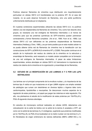 Discusión
Pudimos observar filamentos de vimentina cuya distribución era mayoritariamente
perinuclear en células SW13 cl.2 transfectadas con la proteína WT. En el caso del
mutante, no se pudo observar formación de filamentos, sino una señal puntiforme
uniformemente distribuida por el citoplasma.
En nuestras condiciones experimentales utilizando las células SW13 cl.2, no pudimos
obtener una red citoplasmática de filamentos de vimentina. Tal y como han descrito otros
grupos, es necesaria una red endógena de filamentos intermedios o al menos de
vimentina para que las proteínas quiméricas de GFP-vimentina puedan polimerizar
correctamente y formar filamentos completos (Ho et al., 1998; Yoon et al., 1998). Las
células SW13 cl.2 son deficientes en las proteínas citoplasmáticas de filamentos
intermedios (Hedberg y Chen, 1986), y es por tanto posible que en este modelo celular no
se pueda obtener dicha red de filamentos de vimentina tras la transfección con las
construcciones de GFP o pCMV6-XL5-vimentina WT y C328S. Para poder continuar en el
estudio de la implicación del residuo de cisteína de la vimentina en la estructura y
ensamblaje de filamentos, será necesario un modelo celular compatible con la formación
de una red endógena de filamentos intermedios. A pesar de estas limitaciones
experimentales, ambos abordajes en células SW13 cl.2 demostraron la importancia del
residuo de cisteína de la vimentina en la organización y ensamblaje de los filamentos.
5.2 ESTUDIO DE LA MODIFICACIÓN DE LAS LAMINAS A Y C POR LAS cyPG
BIOTINILADAS
Las laminas son el principal componente de la envoltura nuclear, y la importancia de las
laminas tipo A radica en que mutaciones en el gen LMNA originan una amplia variedad
de patologías que cursan con desórdenes en diversos tejidos u órganos tales como
cardiomiopatías, lipodistrofias o neuropatías. Se desconocen muchos aspectos de la
regulación de estas proteínas, y el papel que juegan las cisteínas en esta regulación. Por
ello, nos planteamos el estudio de la modificación de estas proteínas por 15d-PGJ2-B y
PGA1-B siguiendo diversos abordajes.
En estudios de microscopía confocal realizados en células U2OS, detectamos una
colocalización de la señal de biotina con la señal de la lamina A acoplada a CFP, así
como con la señal de las laminas A y C endógenas, sugiriendo que proteínas modificadas
por la 15d-PGJ2-B y la PGA1-B se localizaban en la matriz nuclear con las laminas A y C.
En fibroblastos de origen embrionario de ratones deficientes (MEFs LMNA KO) y no
119
 