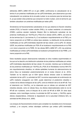 Discusión
deficientes (MEFs LMNA WT) en el gen LMNA, confirmamos la colocalización de la
lamina A con proteínas modificadas por las cyPG biotiniladas, pero observamos que esta
colocalización con proteínas de la envuelta nuclear no es exclusiva para las laminas tipo
A, ya que existen otras proteínas que componen la matriz nuclear, como la lamina B, que
también colocalizan con proteínas modificadas por estas cyPG.
Sirviéndonos de fraccionamientos subcelulares en los que aislamos la fracción citosólica
soluble (FCS), la fracción nuclear soluble (FNS) y la nuclear resistente a la extracción
(FNRE), pudimos estudiar mediante Western Blot la distribución subcelular de las
proteínas modificadas por 15d-PGJ2-B y PGA1-B en células U2OS y MEFs, así como la
de las laminas tipo A. Las laminas A y C se localizaron mayoritariamente en la FNS y en
menor proporción en la FNRE en ambos tipos celulares. La distribución de las proteínas
modificadas por las cyPG biotiniladas dependió del tipo celular y de la cyPG. En células
U2OS, las proteínas modificadas por PGA1-B se localizaron mayoritariamente en la FNS
y en menor proporción en la FNRE. En las células MEFs LMNA WT y KO, las proteínas
modificadas por ambas cyPG biotiniladas se localizaron principalmente en las FNRE, y en
menor proporción en la FNS.
Estos resultados apoyan observaciones realizadas en otros modelos experimentales en
los que se ha descrito una distribución subcelular de las proteínas modificadas por ambas
cyPG biotiniladas dependiente del tipo celular. En concreto, mientras que la distribución
de las proteínas modificadas por 15d-PGJ2-B y PGA1-B en fibroblastos murinos NIH-3T3
era mayoritariamente citosólica, en células epiteliales humanas de adenocarcinoma de
cérvix HeLa se localizaban predominantemente en el núcleo (Garzon et al., 2010).
También se ha descrito que el GSH ejerce efectos directos sobre la distribución
subcelular de las cyPG. La actividad de GST, la enzima responsable de la eliminación de
cyPG mediante conjugación con GSH, puede determinar el predominio citosólico o
nuclear de los efectos biológicos de las cyPG, como la inhibición de la vía de NF-κB. Tras
el tratamiento con 15d-PGJ2, se ha observado que en células con actividad de GST
citosólica elevada, como en células HeLa, los efectos desencadenados sobre la vía de
NF-κB son nucleares, como el bloqueo de la unión de NF-κB al ADN. En otros tipos
celulares, como macrófagos murinos, la actividad de GST es menor, y 15d-PGJ2 ejerce
efectos citoplasmáticos, inhibiendo la degradación de la subunidad inhibitoria IκB y la
actividad de IKK (Straus et al., 2000).
Los ensayos de fraccionamiento sirvieron para completar los resultados de la microscopía
confocal, y en conjunto, ambos abordajes confirman que ambas cyPG biotiniladas
120
 