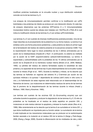 Discusión
modifican proteínas localizadas en la envuelta nuclear y cuya distribución subcelular
coincide con la de las laminas A y C.
Los ensayos de inmunoprecipitación permiten confirmar si la modificación por cyPG
biotiniladas a las proteínas de interés se produce por una interacción directa. En este tipo
de ensayos observamos que las proteínas GFP-lamina A y C inmunoprecipitadas
incorporaban biotina cuando las células eran tratadas con 15d-PGJ2-B o PGA1-B lo cual
indica la modificación directa de las laminas A y C por ambas cyPG biotiniladas.
Las laminas A y C son sustrato de diversas modificaciones postraduccionales. Una de las
mejor descritas es el procesamiento de la prelamina A a su forma madura. La lamina A se
sintetiza como una forma precursora (prelamina), y esta proteína es diana en primer lugar
de la farnesilación del residuo de cisteína presente en la secuencia consenso CSIM. Tras
la isoprenilacióm tiene lugar la rotura proteolítica de los 3 últimos aminoácidos por la
acción de la metaloproteasa Zmpste-24 o Rce1. A continuación, la cisteína es metilada
por la acción de la ICMT (isoprenil-cisteína carboxil-metil-transferasa). La lamina A
isoprenilada y carboxilmetilada sufre la proteólisis de los 15 últimos aminoácidos por la
acción de la Zmpste-24 en la membrana nuclear interna (Broers et al., 2006; Maltese,
1990). La pérdida del residuo de cisteína farnesilado explica la solubilidad de esta
proteína y la capacidad de las laminas tipo A para desensamblarse de la envuelta nuclear
durante la mitosis (Pugh et al., 1997). Durante la interfase y mitosis, se ha descrito que
las laminas se fosforilan en regiones del extremo N y C-terminal por acción de las
quinasas mitóticas o la quinasa 1 dependiente de ciclinas (cdk1) tanto in vitro como in
vivo, y la fosforilación de estas regiones está relacionada con el desensamblaje de los
filamentos de lamina. Las mutaciones en determinados residuos de serina de las laminas
tipo A previene de la despolimerización de las laminas durante la mitosis (Heald y
McKeon, 1990; Ward y Kirschner, 1990).
Las laminas son sustrato de las enzimas ICE (IL-1β-converting enzyme) que son
activadas durante la apoptosis y producen la degradación de las laminas A y C. El sitio de
proteólisis se ha localizado en el residuo de ácido aspártico en posición 230, y
mutaciones en este residuo atenúan la apoptosis y retrasan la muerte celular (Rao et al.,
1996). Más recientemente se ha descrito que la lamina A es sumoilada en la lisina 201, y
que dicha modificación es importante para su función celular. La sumoilación de la lamina
A está implicada en los mecanismos moleculares que se producen en la cardiomiopatía
familiar asociada a la mutación en el residuo 203 de la lamina A (Sarge y Park-Sarge,
2009; Zhang y Sarge, 2008). Durante la diferenciación de los mioblastos de rata y ratón
121
 