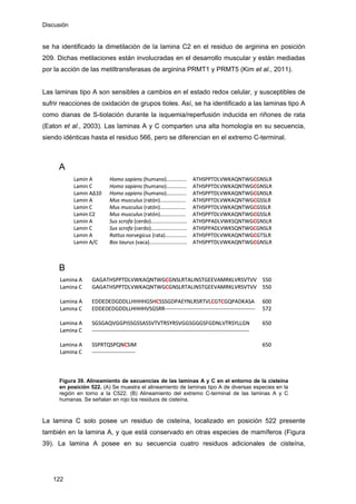 Discusión
se ha identificado la dimetilación de la lamina C2 en el residuo de arginina en posición
209. Dichas metilaciones están involucradas en el desarrollo muscular y están mediadas
por la acción de las metiltransferasas de arginina PRMT1 y PRMT5 (Kim et al., 2011).
Las laminas tipo A son sensibles a cambios en el estado redox celular, y susceptibles de
sufrir reacciones de oxidación de grupos tioles. Así, se ha identificado a las laminas tipo A
como dianas de S-tiolación durante la isquemia/reperfusión inducida en riñones de rata
(Eaton et al., 2003). Las laminas A y C comparten una alta homología en su secuencia,
siendo idénticas hasta el residuo 566, pero se diferencian en el extremo C-terminal.
Lamin A  Homo sapiens (humano).............. ATHSPPTDLVWKAQNTWG  
Lamin C  Homo sapiens (humano)..............  ATHSPPTDLVWKAQNTWG  
Lamin AΔ10  Homo sapiens (humano)..............  ATHSPPTDLVWKAQNTWG  
Lamin A  Mus musculus (ratón)..................  ATHSPPTDLVWKAQNTWG R 
Lamin C  Mus musculus (ratón)..................  ATHSPPTDLVWKAQNTWG R 
Lamin C2  Mus musculus (ratón)..................  ATHSPPTDLVWKAQNTWG R 
Lamin A  Sus scrofa (cerdo).........................  ATHSPPADLVWKSQNTWG  
Lamin C  Sus scrofa (cerdo).........................  ATHSPPADLVWKSQNTWG  
Lamin A  Rattus norvegicus (rata)...............  ATHSPPTDLVWKAQNTWG  
Lamin A/C  Bos taurus (vaca)..........................  ATHSPPTDLVWKAQNTWG  
A
Lamina A  GAGATHSPPTDLVWKAQNTWG SLRTALINSTGEEVAMRKLVRSVTVV  550 
Lamina C  GAGATHSPPTDLVWKAQNTWG SLRTALINSTGEEVAMRKLVRSVTVV  550 
     
Lamina A  EDDEDEDGDDLLHHHHGSH SGDPAEYNLRSRTVL PADKASA  600 
Lamina C  EDDEDEDGDDLLHHHHVSGSRR‐‐‐‐‐‐‐‐‐‐‐‐‐‐‐‐‐‐‐‐‐‐‐‐‐‐‐‐‐‐‐‐‐‐‐‐‐‐‐‐‐‐‐‐‐‐‐‐‐‐  572 
     
Lamina A  SGSGAQVGGPISSGSSASSVTVTRSYRSVGGSGGGSFGDNLVTRSYLLGN  650 
Lamina C  ‐‐‐‐‐‐‐‐‐‐‐‐‐‐‐‐‐‐‐‐‐‐‐‐‐‐‐‐‐‐‐‐‐‐‐‐‐‐‐‐‐‐‐‐‐‐‐‐‐‐‐‐‐‐‐‐‐‐‐‐‐‐‐‐‐‐‐‐‐‐‐‐‐‐‐‐‐‐‐‐‐‐‐‐‐‐‐   
     
Lamina A  SSPRTQSPQN M  650 
Lamina C  ‐‐‐‐‐‐‐‐‐‐‐‐‐‐‐‐‐‐‐‐‐‐‐‐   
B
Lamin A  Homo sapiens (humano).............. ATHSPPTDLVWKAQNTWG  
Lamin C  Homo sapiens (humano)..............  ATHSPPTDLVWKAQNTWG  
Lamin AΔ10  Homo sapiens (humano)..............  ATHSPPTDLVWKAQNTWG  
Lamin A  Mus musculus (ratón)..................  ATHSPPTDLVWKAQNTWG R 
Lamin C  Mus musculus (ratón)..................  ATHSPPTDLVWKAQNTWG R 
Lamin C2  Mus musculus (ratón)..................  ATHSPPTDLVWKAQNTWG R 
Lamin A  Sus scrofa (cerdo).........................  ATHSPPADLVWKSQNTWG  
Lamin C  Sus scrofa (cerdo).........................  ATHSPPADLVWKSQNTWG  
Lamin A  Rattus norvegicus (rata)...............  ATHSPPTDLVWKAQNTWG  
Lamin A/C  Bos taurus (vaca)..........................  ATHSPPTDLVWKAQNTWG  
A
Lamina A  GAGATHSPPTDLVWKAQNTWG SLRTALINSTGEEVAMRKLVRSVTVV  550 
Lamina C  GAGATHSPPTDLVWKAQNTWG SLRTALINSTGEEVAMRKLVRSVTVV  550 
     
Lamina A  EDDEDEDGDDLLHHHHGSH SGDPAEYNLRSRTVL PADKASA  600 
Lamina C  EDDEDEDGDDLLHHHHVSGSRR‐‐‐‐‐‐‐‐‐‐‐‐‐‐‐‐‐‐‐‐‐‐‐‐‐‐‐‐‐‐‐‐‐‐‐‐‐‐‐‐‐‐‐‐‐‐‐‐‐‐  572 
     
Lamina A  SGSGAQVGGPISSGSSASSVTVTRSYRSVGGSGGGSFGDNLVTRSYLLGN  650 
Lamina C  ‐‐‐‐‐‐‐‐‐‐‐‐‐‐‐‐‐‐‐‐‐‐‐‐‐‐‐‐‐‐‐‐‐‐‐‐‐‐‐‐‐‐‐‐‐‐‐‐‐‐‐‐‐‐‐‐‐‐‐‐‐‐‐‐‐‐‐‐‐‐‐‐‐‐‐‐‐‐‐‐‐‐‐‐‐‐‐   
     
Lamina A  SSPRTQSPQN M  650 
Lamina C  ‐‐‐‐‐‐‐‐‐‐‐‐‐‐‐‐‐‐‐‐‐‐‐‐   
B
CGNSLR
CGNSLR
CGNSLR
CGSSL
CGSSL
CGSSL
CGNSLR
CGNSLR
CGTSLR
CGNSLR
CGN
CGN
CSS CGTCGQ
CSI
CGNSLR
CGNSLR
CGNSLR
CGSSL
CGSSL
CGSSL
CGNSLR
CGNSLR
CGTSLR
CGNSLR
CGN
CGN
CSS CGTCGQ
CSI
Figura 39. Alineamiento de secuencias de las laminas A y C en el entorno de la cisteína
en posición 522. (A) Se muestra el alineamiento de laminas tipo A de diversas especies en la
región en torno a la C522. (B) Alineamiento del extremo C-terminal de las laminas A y C
humanas. Se señalan en rojo los residuos de cisteína.
La lamina C solo posee un residuo de cisteína, localizado en posición 522 presente
también en la lamina A, y que está conservado en otras especies de mamíferos (Figura
39). La lamina A posee en su secuencia cuatro residuos adicionales de cisteína,
122
 